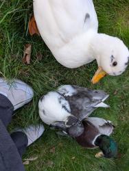 Lost Male Bird last seen 51st st, Marysville, WA 98270