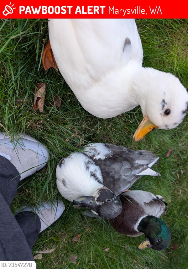Lost Male Bird last seen 51st st, Marysville, WA 98270