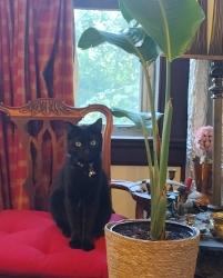 Reunited Male Cat last seen Lathers Park, New Rochelle, NY 10801