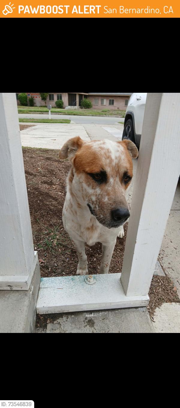 Found/Stray Male Dog last seen N sierra way & 30th st, San Bernardino, CA 92415