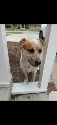Found/Stray Male Dog last seen N sierra way & 30th st, San Bernardino, CA 92415