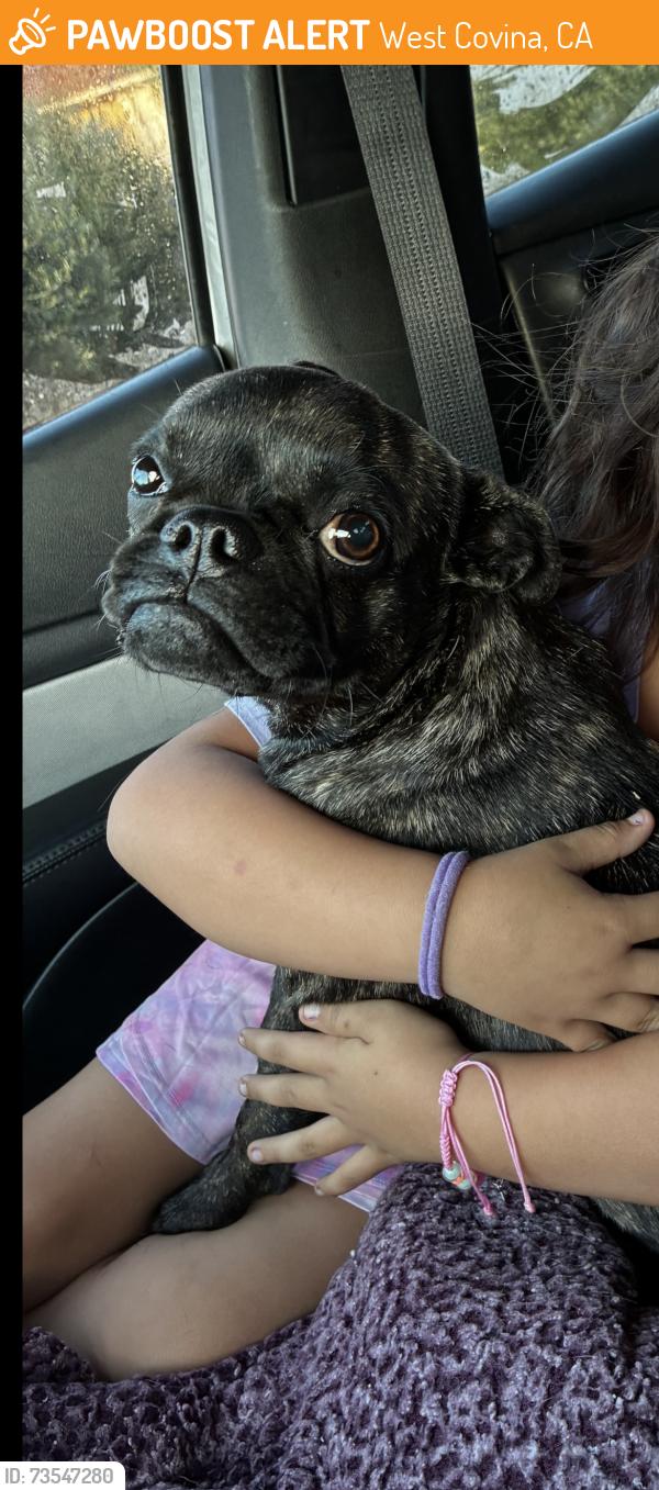 Found/Stray Female Dog last seen Frandale and fransisquito, West Covina, CA 91790
