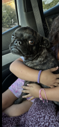 Found/Stray Female Dog last seen Frandale and fransisquito, West Covina, CA 91790
