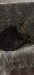 Lost Male Cat last seen Salem Dr, Clover, SC 29710