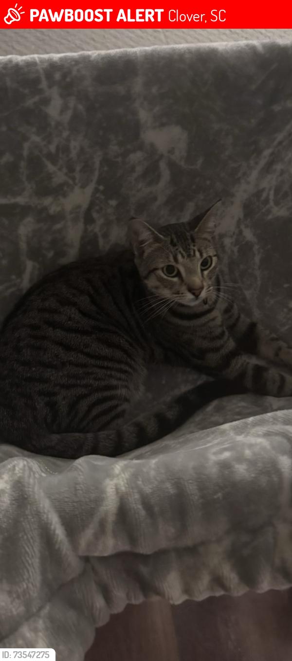 Lost Male Cat last seen Salem Dr, Clover, SC 29710