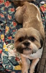 Reunited Male Dog last seen Near Puritan Lane, Wilkes-Barre, PA 18702