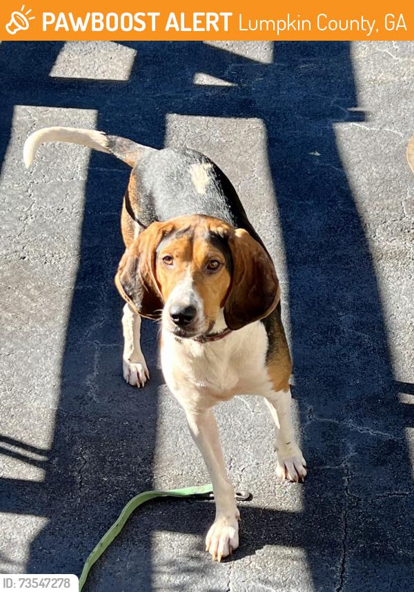 Found/Stray Male Dog last seen McDonald Rd., entrance to Three Sisters National Forest, Dahlonega Ga, Lumpkin County, GA 30533