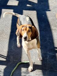 Found/Stray Male Dog last seen McDonald Rd., entrance to Three Sisters National Forest, Dahlonega Ga, Lumpkin County, GA 30533