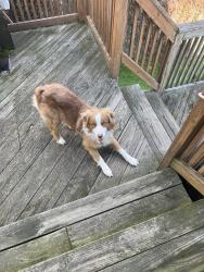 Reunited Male Dog last seen Last seen on North Hampton St in Wilkes-Barre, Wilkes-Barre, PA 18705