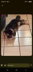 Lost Male Cat last seen Seaton, Pittsburgh, PA 15226