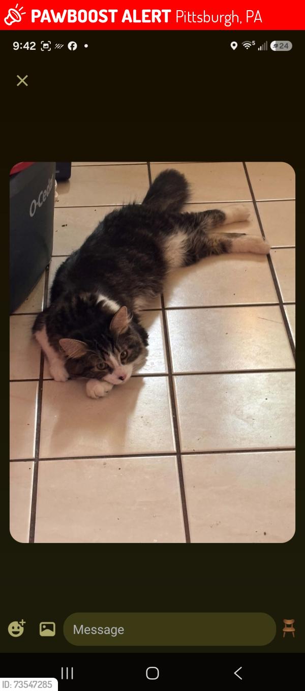 Lost Male Cat last seen Seaton, Pittsburgh, PA 15226