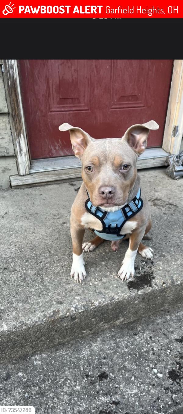 Lost Male Dog last seen Between Exeter and Briarcliff Road in The development behind MetroPCS, Pizza Hut, and the dollar store, Garfield Heights, OH 44125