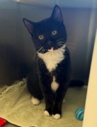 Shelter Stray Female Cat last seen Near BLOCK WASHINGTON ST, 12155 Park Blvd, Brighton, CO 80601, USA