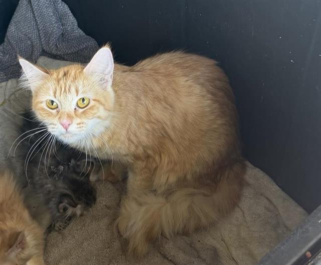 Shelter Stray Female Cat last seen Near BLOCK NW MILITARY HWY, 4710 TX-151, San Antonio, TX 78227, USA