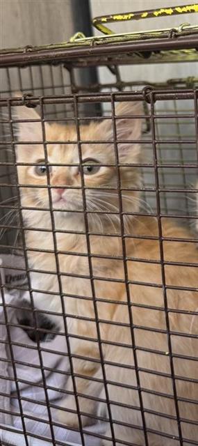 Shelter Stray Female Cat last seen Near BLOCK NW MILITARY HWY, 4710 TX-151, San Antonio, TX 78227, USA