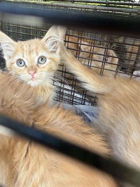 Shelter Stray Female Cat last seen Near BLOCK NW MILITARY HWY, 4710 TX-151, San Antonio, TX 78227, USA