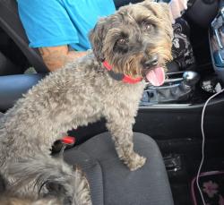 Shelter Stray Male Dog last seen Near BLOCK NW 44 ST, SUNRISE FL 33351 (VERIFIED), 2400 SW 42nd St, Fort Lauderdale, FL 33312, USA