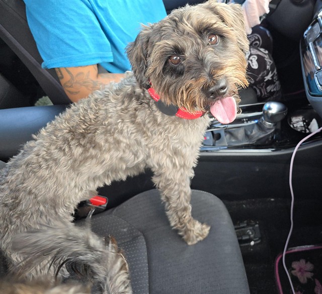 Shelter Stray Male Dog last seen Near BLOCK NW 44 ST, SUNRISE FL 33351 (VERIFIED), 2400 SW 42nd St, Fort Lauderdale, FL 33312, USA
