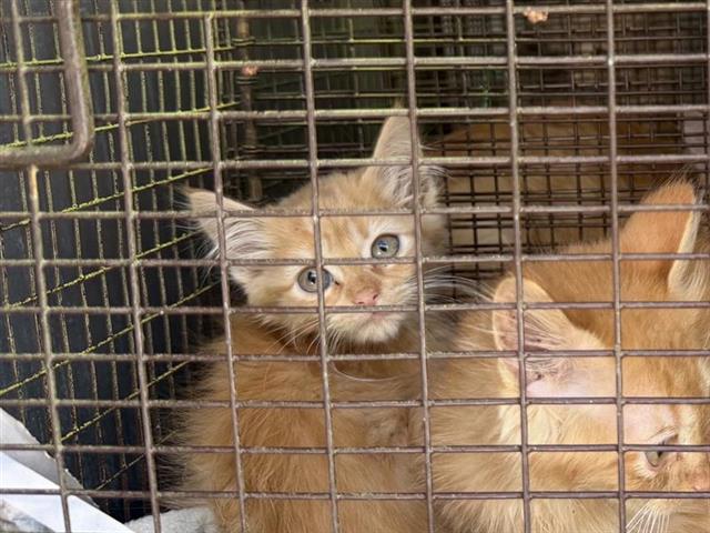 Shelter Stray Female Cat last seen Near BLOCK NW MILITARY HWY, 4710 TX-151, San Antonio, TX 78227, USA