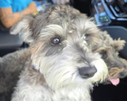 Shelter Stray Male Dog last seen Near BLOCK NW 44 ST, SUNRISE FL 33351 (VERIFIED), 2400 SW 42nd St, Fort Lauderdale, FL 33312, USA