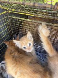 Shelter Stray Female Cat last seen Near BLOCK NW MILITARY HWY, 4710 TX-151, San Antonio, TX 78227, USA
