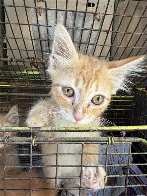 Shelter Stray Male Cat last seen Near BLOCK NW MILITARY HWY, 4710 TX-151, San Antonio, TX 78227, USA
