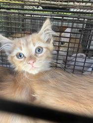 Shelter Stray Male Cat last seen Near BLOCK NW MILITARY HWY, 4710 TX-151, San Antonio, TX 78227, USA