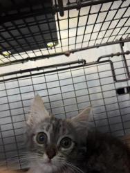 Shelter Stray Male Cat last seen Near BLOCK NW MILITARY HWY, 4710 TX-151, San Antonio, TX 78227, USA