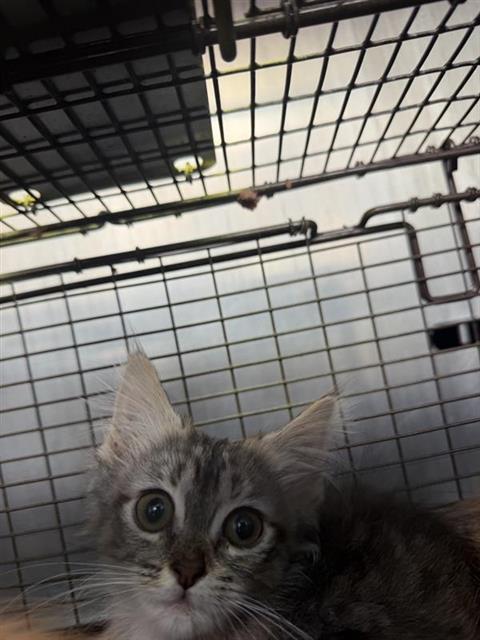 Shelter Stray Male Cat last seen Near BLOCK NW MILITARY HWY, 4710 TX-151, San Antonio, TX 78227, USA