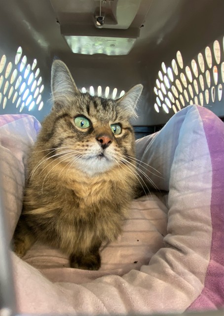 Shelter Stray Female Cat last seen N CLARIDGE CIR, 1150 11 Mile Corner, Casa Grande, AZ 85194, USA