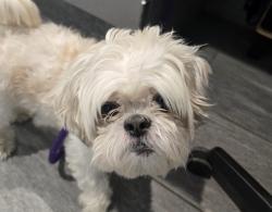 Shelter Stray Male Dog last seen Near BLOCK E ILIFF AVE, DENVER CO 80210, 2080 S Quebec St, Denver, CO 80231, USA