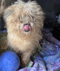 Shelter Stray Male Dog last seen , 600 Aviation Dr, Camarillo, CA 93010, USA