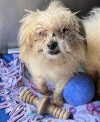 Shelter Stray Female Dog last seen , 600 Aviation Dr, Camarillo, CA 93010, USA