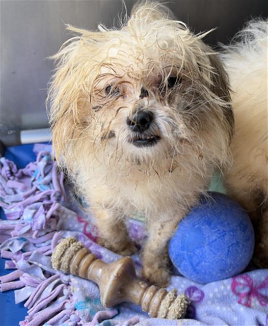 Shelter Stray Female Dog last seen , 600 Aviation Dr, Camarillo, CA 93010, USA