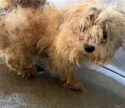 Shelter Stray Male Dog last seen , 600 Aviation Dr, Camarillo, CA 93010, USA