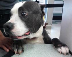 Shelter Stray Male Dog last seen , 2811 SE 29th St, Oklahoma City, OK 73129, USA
