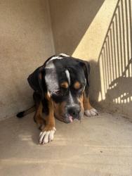 Shelter Stray Male Dog last seen Near BLOCK NW 119TH ST OKC 73114, 2811 SE 29th St, Oklahoma City, OK 73129, USA