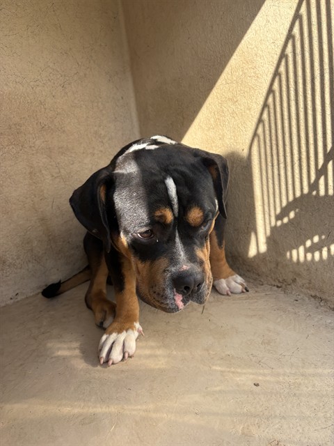 Shelter Stray Male Dog last seen Near BLOCK NW 119TH ST OKC 73114, 2811 SE 29th St, Oklahoma City, OK 73129, USA