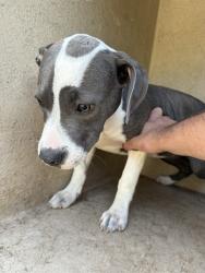 Shelter Stray Female Dog last seen Near BLOCK NW 91ST ST, OKLAHOMA CITY OK 73114, 2811 SE 29th St, Oklahoma City, OK 73129, USA