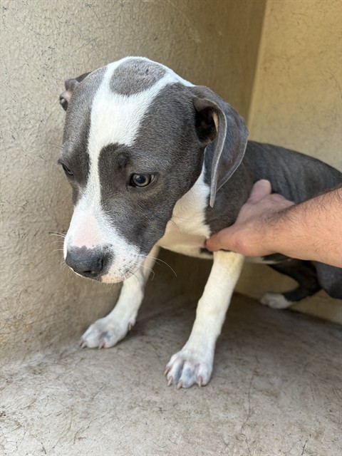 Shelter Stray Female Dog last seen Near BLOCK NW 91ST ST, OKLAHOMA CITY OK 73114, 2811 SE 29th St, Oklahoma City, OK 73129, USA