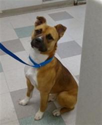 Shelter Stray Male Dog last seen Near BLOCK NW 15TH ST OKC OK 73106, 2811 SE 29th St, Oklahoma City, OK 73129, USA