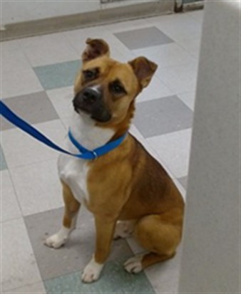 Shelter Stray Male Dog last seen Near BLOCK NW 15TH ST OKC OK 73106, 2811 SE 29th St, Oklahoma City, OK 73129, USA