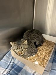 Shelter Stray Unknown Cat last seen Near, 5001 E Raymond St, Indianapolis, IN 46203, USA