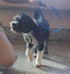 Shelter Stray Unknown Dog last seen Near BLOCK COPPER SPRINGS VW, COLORADO SPRINGS CO 80916, 610 Abbot Ln, Colorado Springs, CO 80905, USA