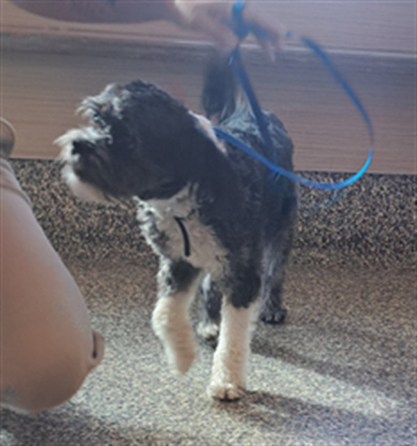 Shelter Stray Unknown Dog last seen Near BLOCK COPPER SPRINGS VW, COLORADO SPRINGS CO 80916, 610 Abbot Ln, Colorado Springs, CO 80905, USA