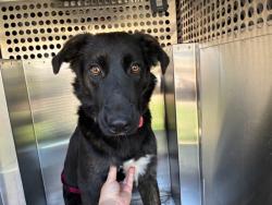 Shelter Stray Female Dog last seen CHANDLER BLVD AND 132ND ST, 1920 S Lewis, Mesa, AZ 85210, USA