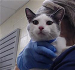 Shelter Stray Male Cat last seen Near BLOCK E EVANS AVE, DENVER CO 80222, 1241 W Bayaud Ave, Denver, CO 80223, USA