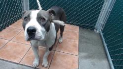 Shelter Stray Female Dog last seen , 11258 Garfield Ave, Downey, CA 90242, USA