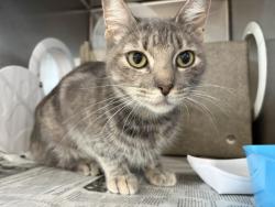 Shelter Stray Female Cat last seen 2ND ST AND LENA RD, 333 Chandler Pl, San Bernardino, CA 92408, USA