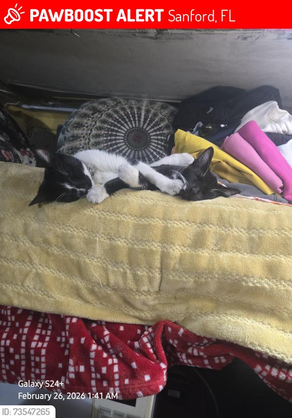Lost Female Cat last seen Elm st, Sanford, FL 32773